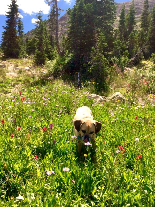/Images/uploads/Humane Society of Utah/HSUCalendar/entries/1202thumb.jpg
